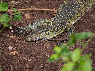 Water Monitor Lizard, Tsavo West National Park, Kenya