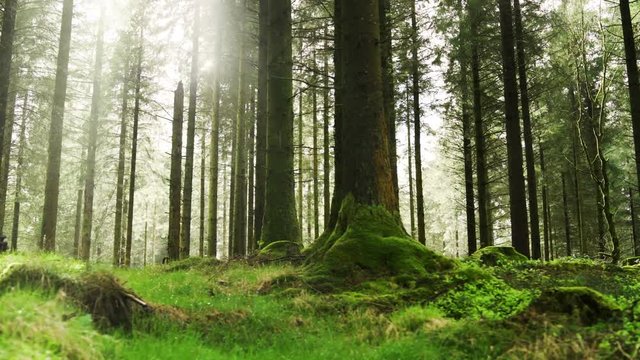 Slowly panning through a forest with the sun shining through the trees at sunrise