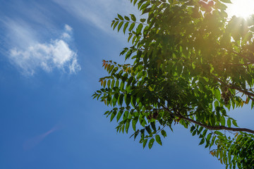 Rays of the sun through the green foliage on the background of a beautiful summer sky