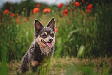 portrait Hund in der natur im gras mit mohnblumen und himmel im hintergrund