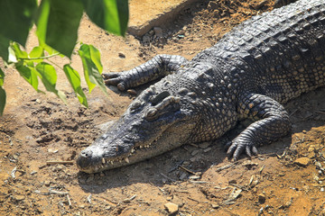 Fototapeta premium crocodile farm