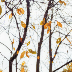 autumn yellow leaves
