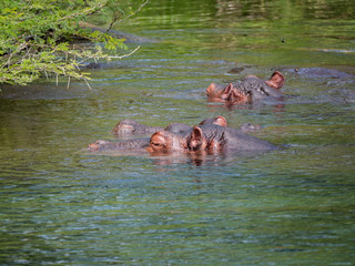 Hippos in Tsavo West National Park area, Kenya