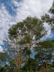 Tsavo West National Park, Kenya