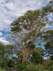 Tsavo West National Park, Kenya