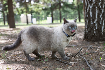 Big adult home cat with a bow on his neck for a walk in the Park in the summer. Cat hunting birds