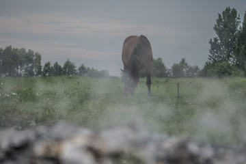 Burning Waste on Farmland with a Horse in the Background
