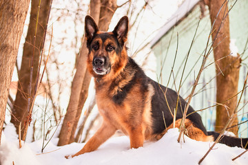 Dog German Shepherd in a city in a winter