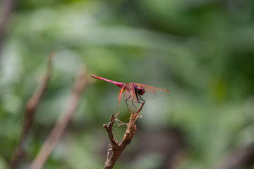Red Veined Darter Dragonfly, Eastern Africa