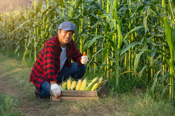 Naklejka na ściany i meble The farmer lifted his thumb to sweet corn to show his confidence in his corn.