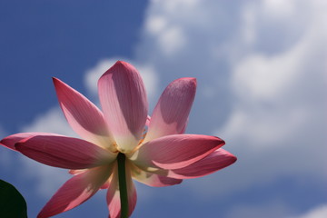 初夏の満開のハスの花
