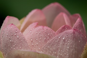 初夏の満開のハスの花