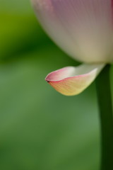 初夏の満開のハスの花