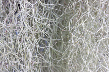Spanish moss that grows in the garden for background.