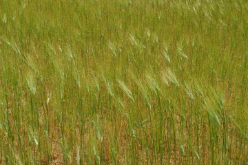 Champ de jeune blé ondulant