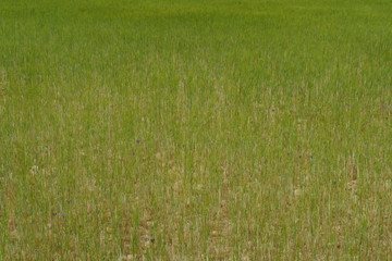 Champ de jeune blé ondulant