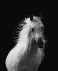 Beautiful white arabian horse