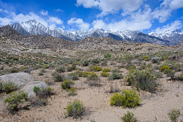 Fototapeta na wymiar Traveling in South California around Lone Pines. Landscape with snowed Mountain Whitney on the back 