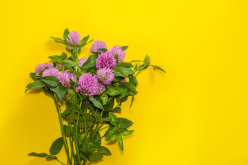 bouquet of clover on a yellow background