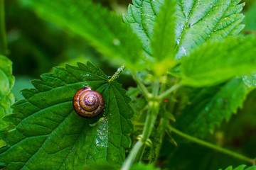 little snail sitting on nettles in the forest close-up