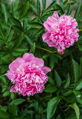 Luxurious flowers of pink peony in the midst of green leaves.