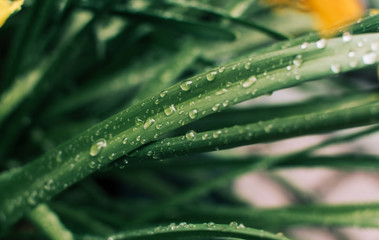 Blade of grass in raindrops.