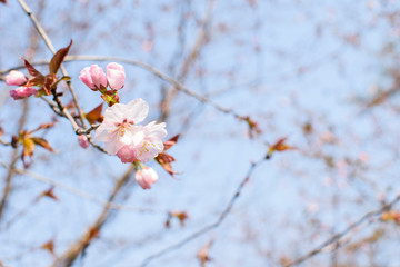 Pink flowers on a branch.