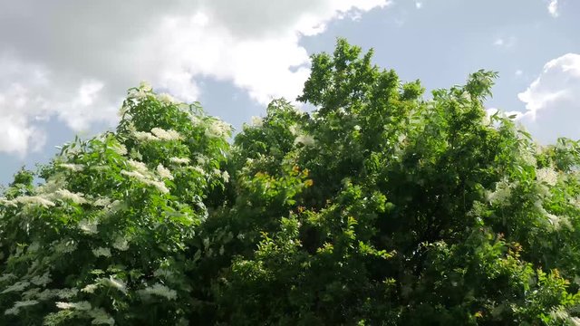 Strong wind blowing the flowering elder tree ( Sambucus Nigra).