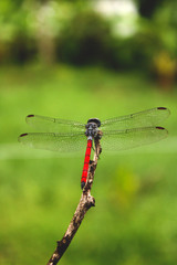 dragonfly on twig 