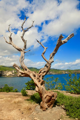 Nusa Penida  located in the southeast of Bali Island. It is about 90 minutes from Sanur beach by a boat. Enjoy the green headland and the deep blue of Indian Ocean from a top of Klingking Hill. 