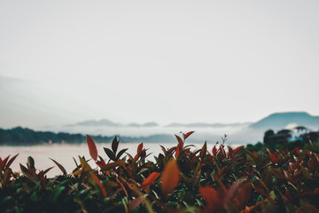Clouds on morning through the mountain, Chiang khan