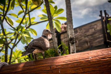Bird on timber