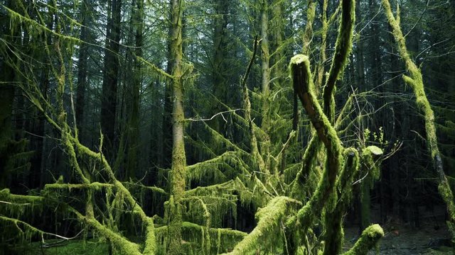Slowly panning over a spooky looking forest with thick undergrowth and hanging vines