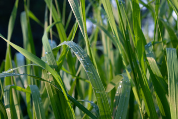 Wet grass at sunset in the rays of the sun. Drops of water on the grass after rain at sunset in the sun