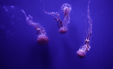 Many beautiful jellyfish in the aquarium.