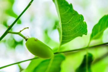 The new neem seeds are still green.