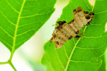 Wasps built their nest on the leaves.