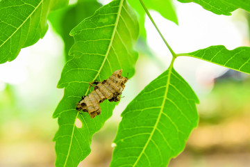 Wasps built their nest on the leaves.