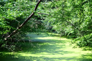 overgrown undisturbed floodplain with lots of vegetation and duckweed on the water surface