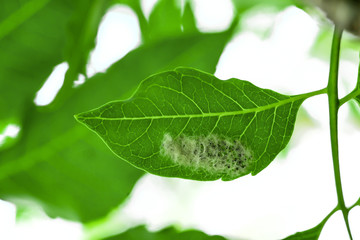 Insect nests that are built on one leaf
