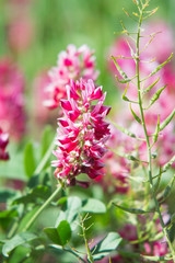 pink flowers of Sulla with which an excellent honey is produced in Sicily, Italy
