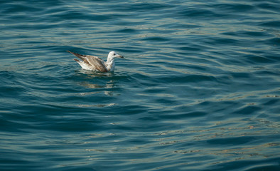 Seagull is on the surface of sea.