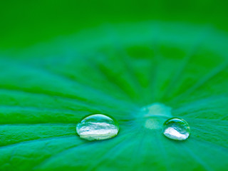 Drop water on the Lotus leaf, fresh, Bright natural background