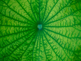 lotus leaf texture, surface and pattern