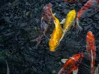 Colorful fancy carp fish, koi fish, Fish Japanese swimming (Cyprinus carpio) beautiful color variations natural organic