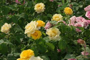 Obraz na płótnie Canvas Closeup of yellow fading roses in garden