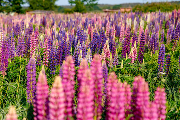 Blooming multicolored lupins