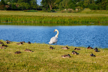 Swan in the city park