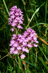 Fototapeta premium orchidea