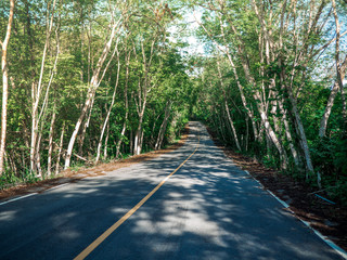 road with trees on both sides, Summer Country Road With Trees Beside Concept
